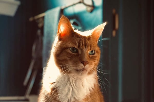 Whiskers - Cat