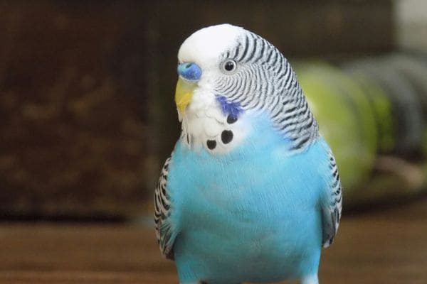 Sunny - Bird