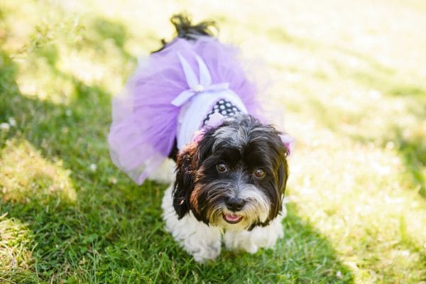 Bella - Dog