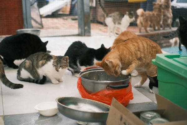 Shelter Expansion